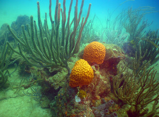 underwater coral reef caribbean sea