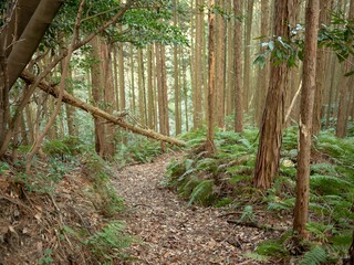 森林の中の登山道