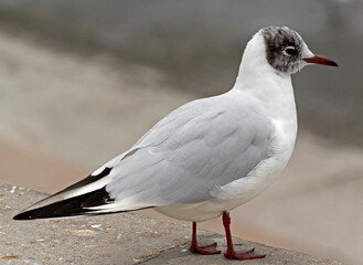 White and grey seagull