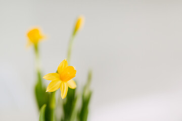 Yellow daffodil on a solid background, narcissus