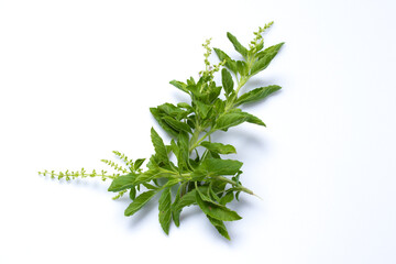 Basil leaves on a white background