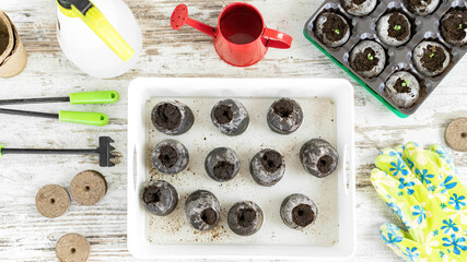 Preparation of peat pellets for planting seeds. Soak peat or coconut tablets in a deep container in...