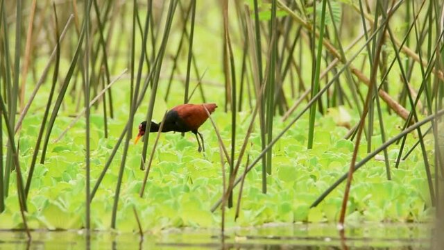 Wattled Jacana