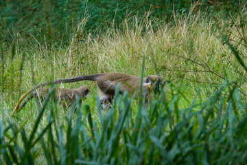Green monkeys hiding in the grass. Caribbean, Barbados island.