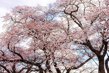 Japanese cherry Blossom (Sakura tree) spring season or hanabi season in japan, outdoor garden background
