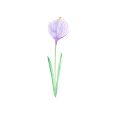 Crocus painted in watercolor. Spring flower for postcards