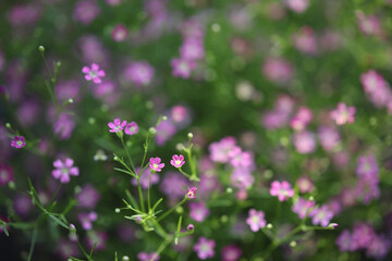Delicate pink Gypsophila flowers close up