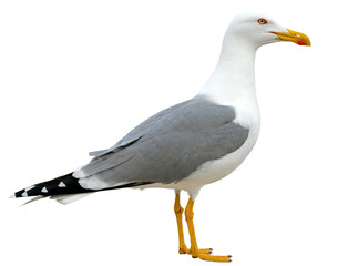 Obraz premium White and grey seagull
