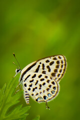 butterfly on leaf
