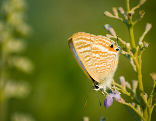 butterfly on a flower