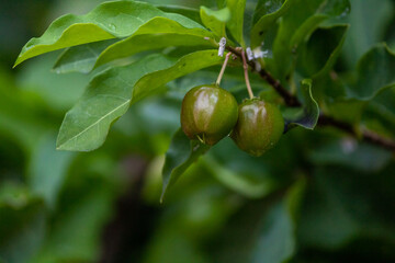 ACEROLA ORGANICA E FRESCA, NA ARVORE. FRUTA COM ALTO TEOR DE VITAMINA C. Malpighia emarginata