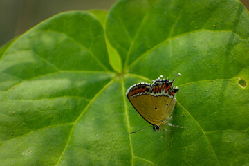 butterfly on leaf