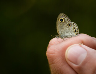Fototapeta premium butterfly on a hand
