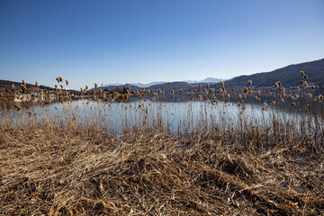 Reeds on Lake W&ouml;rthersee