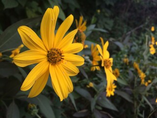 Fiori
