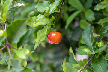 ACEROLA ORGANICA E FRESCA, NA ARVORE. FRUTA COM ALTO TEOR DE VITAMINA C. Malpighia emarginata