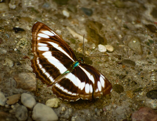 butterfly on the ground