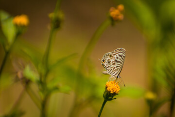 butterfly on a flower