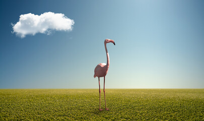 alone pink wild flamingo on green field