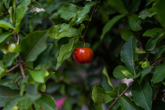 ACEROLA ORGANICA E FRESCA, NA ARVORE. FRUTA COM ALTO TEOR DE VITAMINA C. Malpighia emarginata