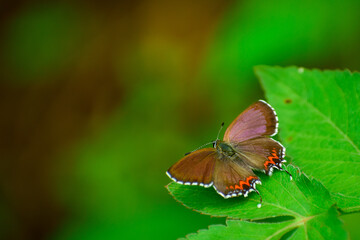 butterfly on leaf