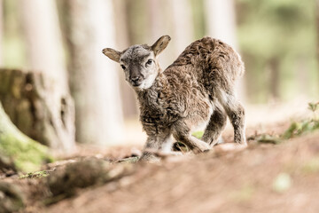 mufflon
