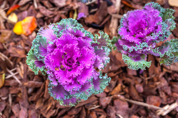 Top view of a tricolor flowering ornamental cabbage
