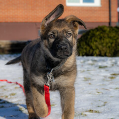 A ten weeks old German Shepherd puppy plays and look at the camera. Snow in the background