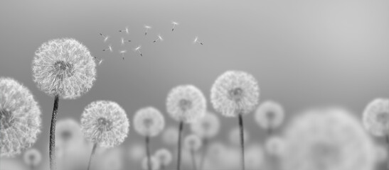 black-and-white landscape of white dandelions - 419889436