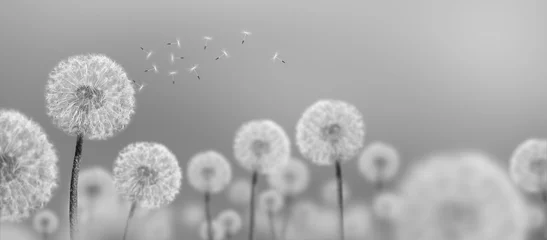 Keuken spatwand met foto zwart-wit landschap van witte paardebloemen © tankist276