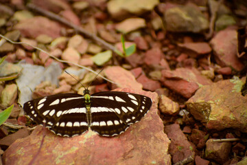 butterfly on the ground