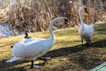 Obraz premium Wild swans and ducks on the lake