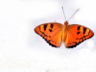 Obraz na płótnie Canvas Orange butterfly on white background