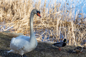 Wild swans and ducks on the lake