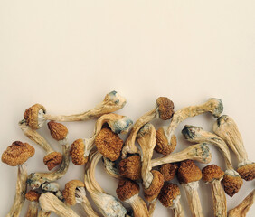 Pile of Psilocybe Cubensis mushrooms on white background. Psilocybin psychedelic magic mushrooms...