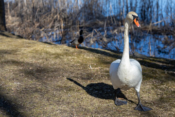 Wild swans and ducks on the lake