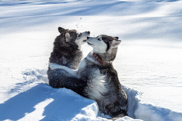 two huskies sit in a snowdrift in winter