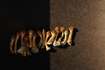 Fototapeta premium Dried psilocybe cubensis on black backfround, flat lay. Psilocybin mushrooms, come in from the cold. Magic shrooms Golden Teacher, spiritual experience. Microdosing concept. 
