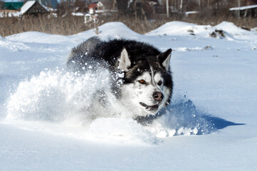 Husky lies in a snowdrift on a winter day