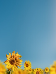 beauty field of sunflower