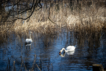 Wild swans and ducks on the lake