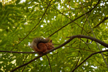 A fluffy little squirrel rodent on a tree trunk feeder bank holds a nut in its paws and eats a blurry background