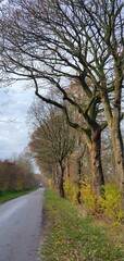 Naklejka premium road in the autumn