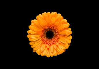 one beautiful orange flower gerbera