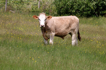 A Blonde d'Aquitaine Cow. A gentle giant. The meat from this cow is marbled and sought after. This is a bullock grazing in a field.