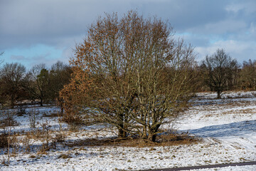 A picture of a tree on a crispy cold winter day on a moor. Picture from Eslov, southern Sweden