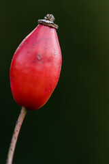 die pralle Hagebutte