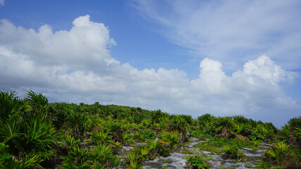 Fototapeta na wymiar green vegetation and blue sky