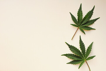 Fototapeta premium Cannabis leaves, marijuana plant isolated on white background. Alternative medicine. Hemp recreation, legalization concept.