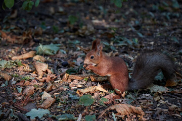 A fluffy little squirrel rodent on the ground holds a nut in its paws and eats a blurry background